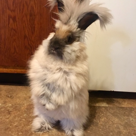 Meet your Posher, Kelly - Picture 2 of 8